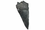 Partial Fossil Megalodon Tooth - South Carolina #274594-1